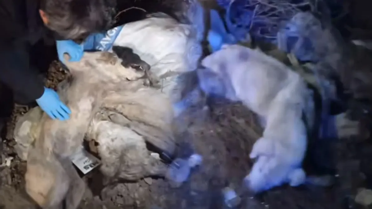 SON DAKİKA… CHP’li Edremit Belediyesi hakkında skandal iddia: 40 köpeği vahşice öldürüp çöpe attılar! SON DAKİKA… CHP’li Edremit Belediyesi hakkında skandal iddia: 40 köpeği vahşice öldürüp çöpe attılar!