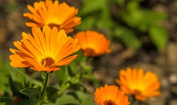 Aynısefa bitkisinin faydaları nelerdir?