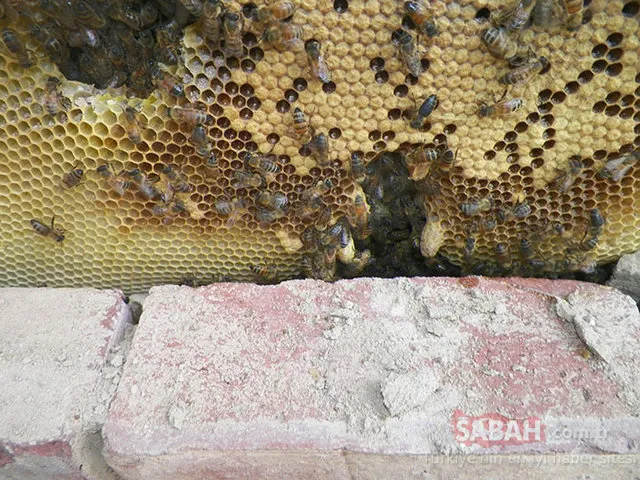 Evinin duvarını yıktı çıkanlara inanamadı!