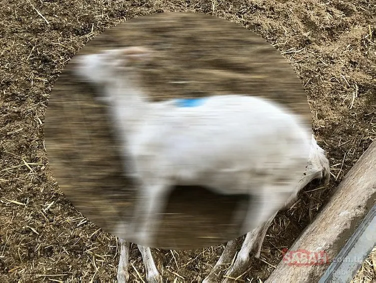Denizli’de aç bırakıldığı iddia edilen 150 keçi telef oldu
