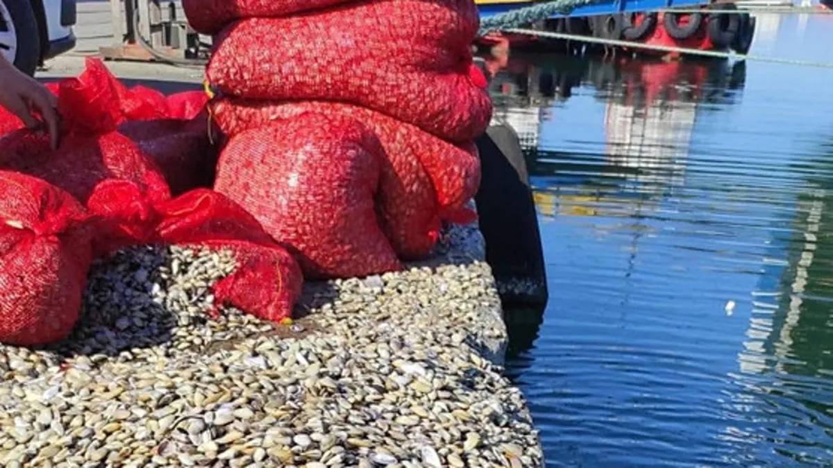 Samsun’da 1 ton 180 kilo kaçak midye ele geçirildi! Samsun’da 1 ton 180 kilo kaçak midye ele geçirildi!