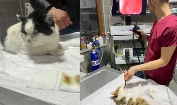 Endoskopi yapılan kedinin midesinden öyle şeyler çıktı ki!