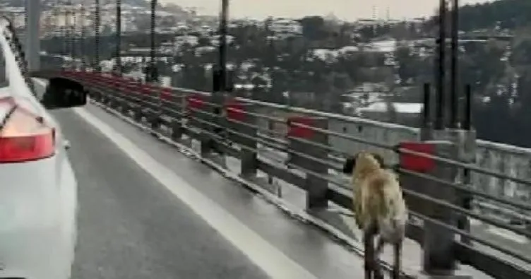 Köprüden geçen köpeğe güvenlik konvoyu