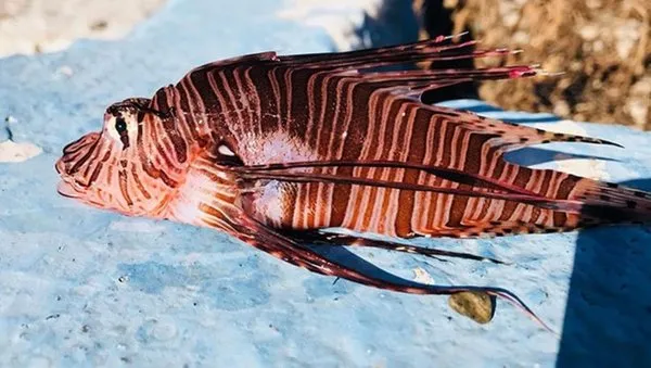 Mersin'de yakalandı! Eğer dokunursanız...