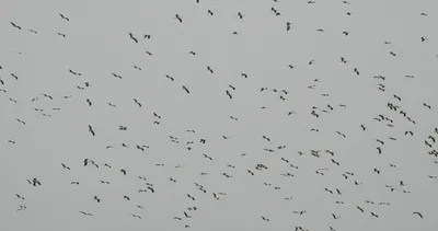 Hatay’da gökyüzünü kaplayan o görüntü: Herkes kafasını kaldırıp aynı noktaya baktı!