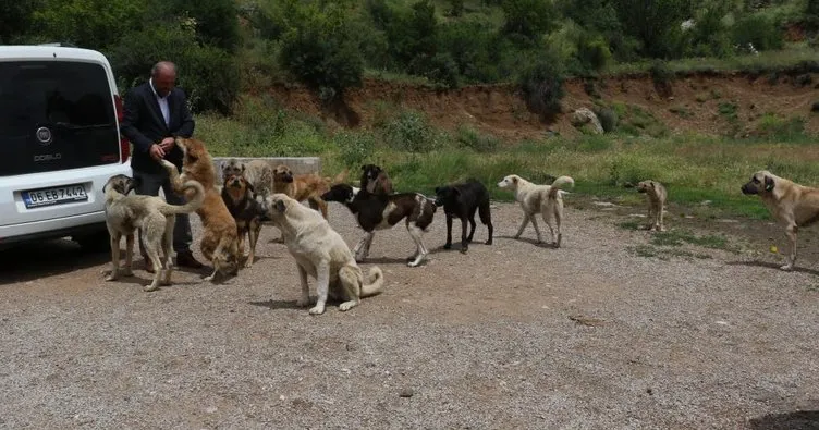 Kahramankazan’da başıboş köpek açlıktan birbirlerini yemeye başladı