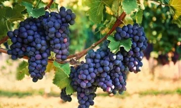 Akciğer kanserine karşı siyah üzüm