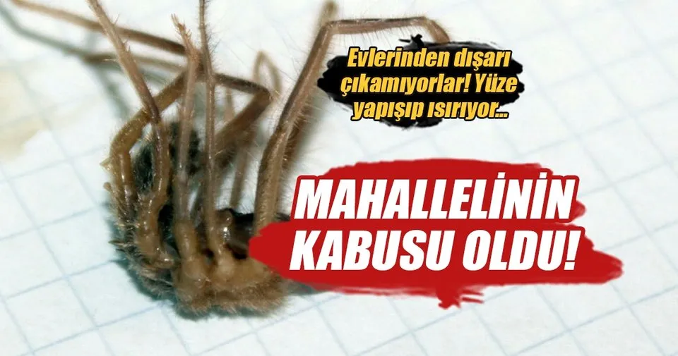 Nigde De Mahallelinin Sarikiz Orumcegi Panigi En Son Haber