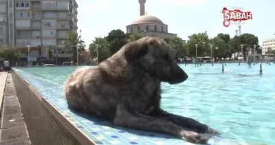Aydın’da sıcaktan bunalan sokak köpeğinin gülümseten havuz keyfi kamerada | Video