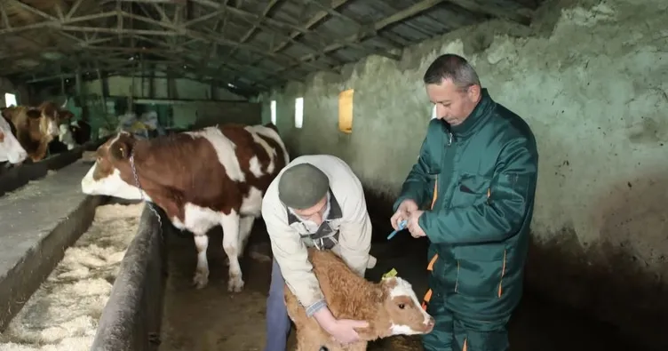 Elazığ’da şap hastalığı sona erdi!