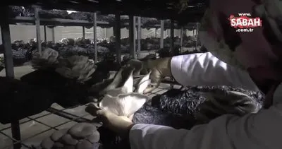 El ele veren kadınlar yılda 12 ton mantar üretti | Video
