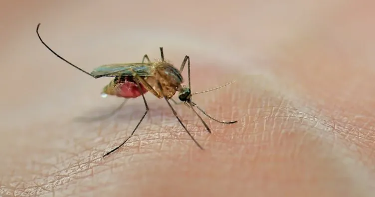 İstanbul’da Aedes cinsi sivrisinek alarmı! Aedes sivrisinek ısırığı belirtileri nelerdir, nasıl geçer, neden şişer?