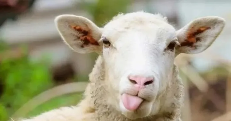 Kurban Bayramı ne zaman, kaç gün, hangi tarihte idrak edilecek? Diyanet dini günler takvimi ile işte Kurban Bayramı tarihi