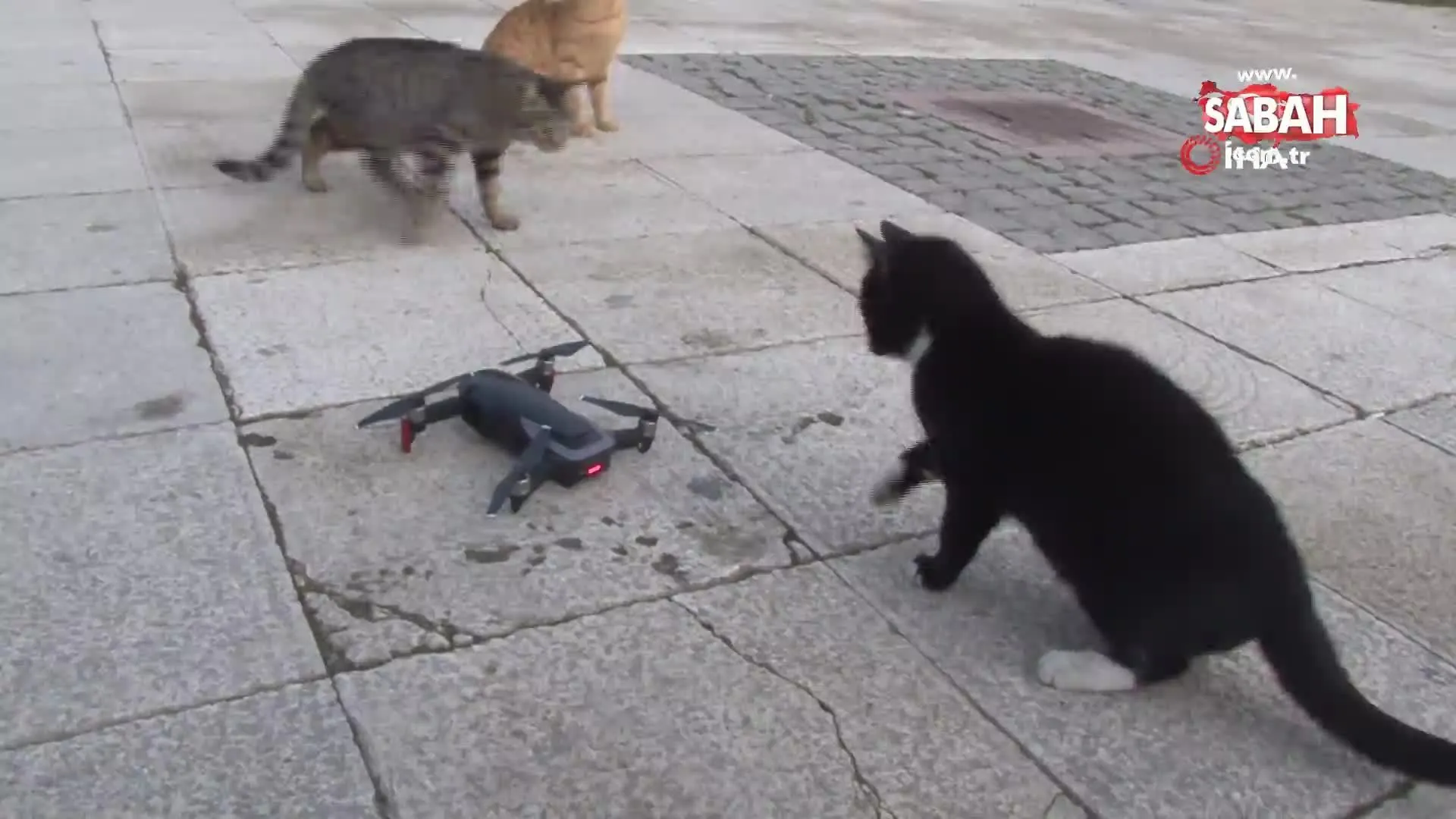 drone goren kedi gulumsetti video