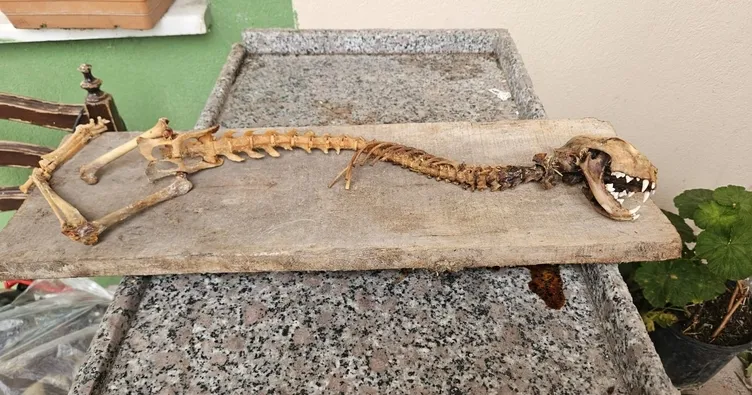 Hangi hayvana ait araştırılıyor