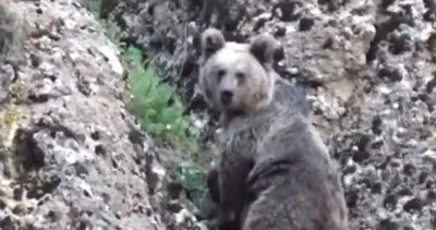 Tunceli’de, belgesellik yaban hayatı görüntüleri #tunceli
