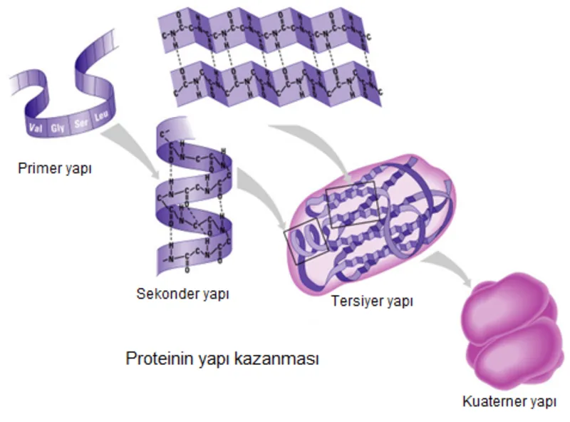 Protein Nedir Protein Cesitleri Nelerdir Egitim Haberleri