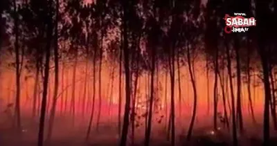Fransa’daki orman yangınlarında 19 bin 300 hektar alan kül oldu | Video