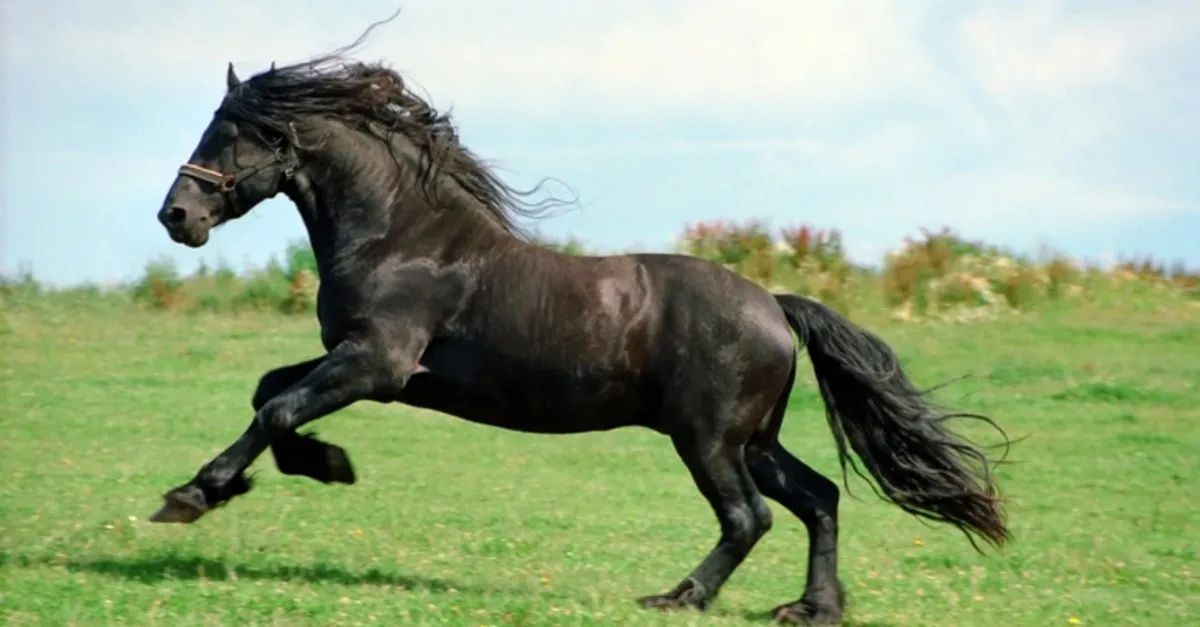 ruyada siyah at gormek ne anlama gelir ruyada siyah ata binmek ve kovalamak tabiri ne demek ruya tabirleri haberleri