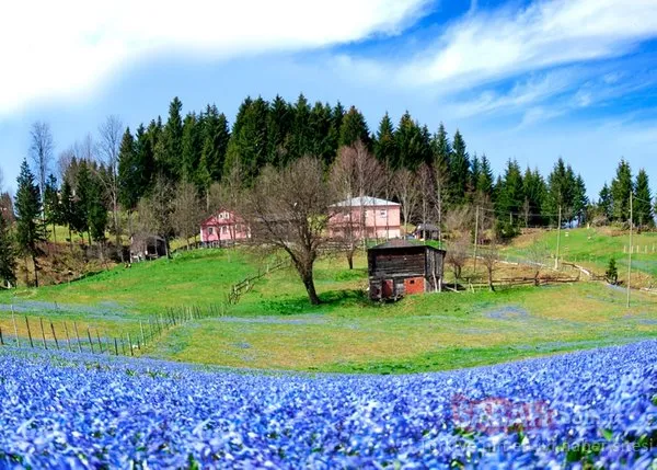 'Mor yayla'ya ziyaretçi akını
