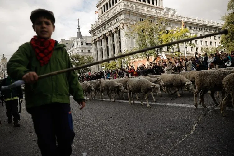 Madrid’de koyunlar şehre indi