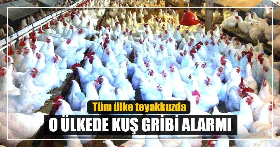 tayvan da kus gribi alarmi son dakika haberler