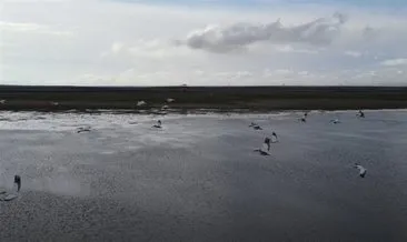 Kuş cenneti Kuyucuk Gölü ilkbaharda göçmen misafirleriyle şenlendi