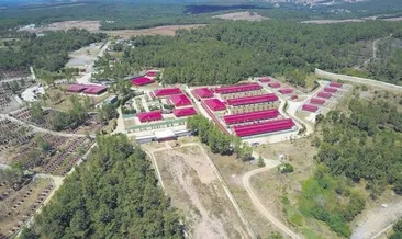 Önce atlar şimdi kedi ve köpekler