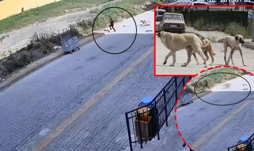 Hatay'da sokak köpeği dehşeti! Küçük çocuk canını zor kurtardı: O anlar kamerada #hatay