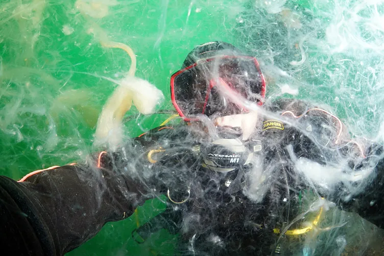 Marmara Denizi’nde korkutan görüntü: Hepsi insan boyutunda!