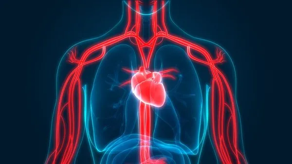 sağlık ağı sağlıklı kalp planı 1 hmo