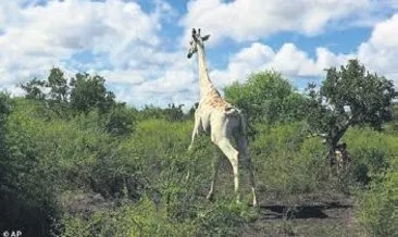 Tek beyaz zürafa GPS ile korunacak