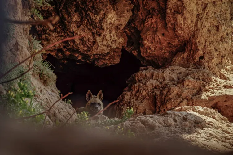 Adıyaman'da çizgili sırtlan görüntülendi