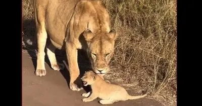 Aslan da olsa önce anne! Bu video milyonlarca kez izlendi: Yavrusuna tepkisi kalpleri ısıtıyor...