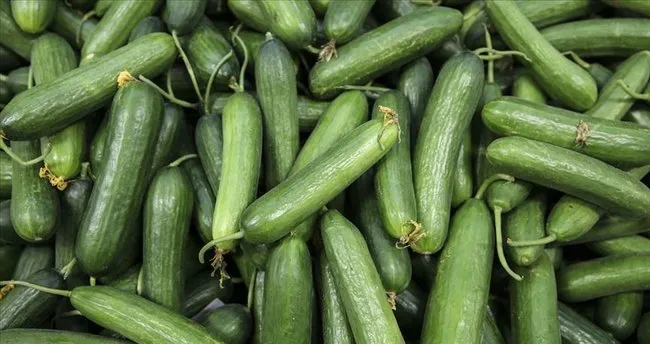 Salataligin Faydalari Nelerdir Asiri Salatalik Tuketimi Zararli Mi Salatalik Zayiflatir Mi Cilde Faydalari Nelerdir Saglik Haberleri Salataligin Faydalari Nelerdir Asiri Salatalik Tuketimi Zararli Mi Salatalik Zayiflatir Mi Cilde Faydalari Nelerdir Saglik Haberleri