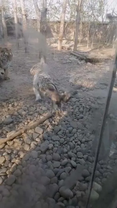 İki Bengal Kaplanı tarafından saldırıya uğradı! Sonuç görenleri şoka uğrattı