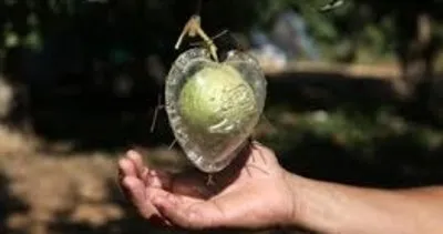 Antalya’da üretilen kalp şeklinde armutlar yoğun ilgi görüyor