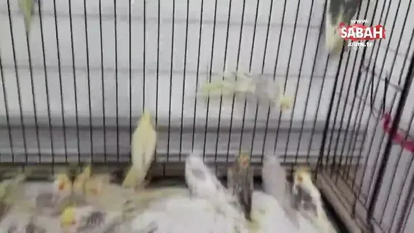 Türkiye'ye kaçak olarak sokulmaya çalışan papağanlar ses çıkarmasınlar diye böyle bağlanmış!