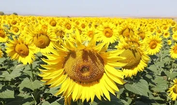 Ayçiçeği alım fiyatı belli oldu