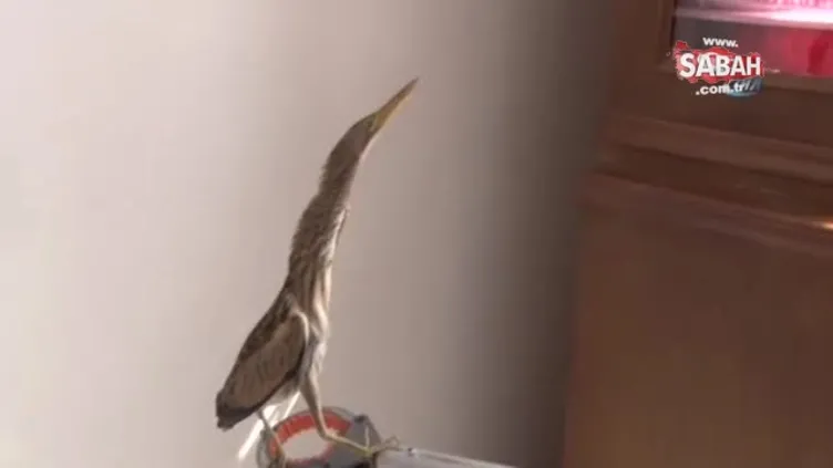 Nesli tükenmekte olan kuş eve sığındı