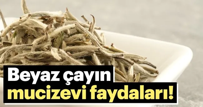 Beyaz çay nedir? Beyaz çayın faydaları nelerdir?