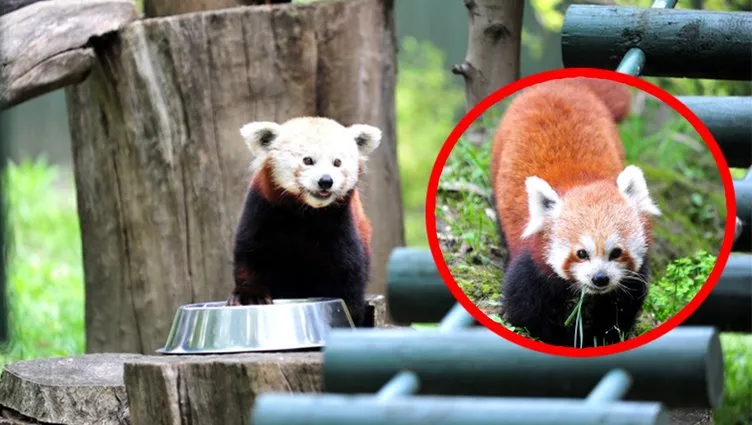 Yurtdışından Türkiye’ye getirildi: Kızıl panda ilgi odağı oldu