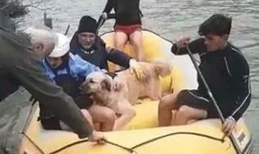 Sahipsiz hayvanlar botla kurtarıldı