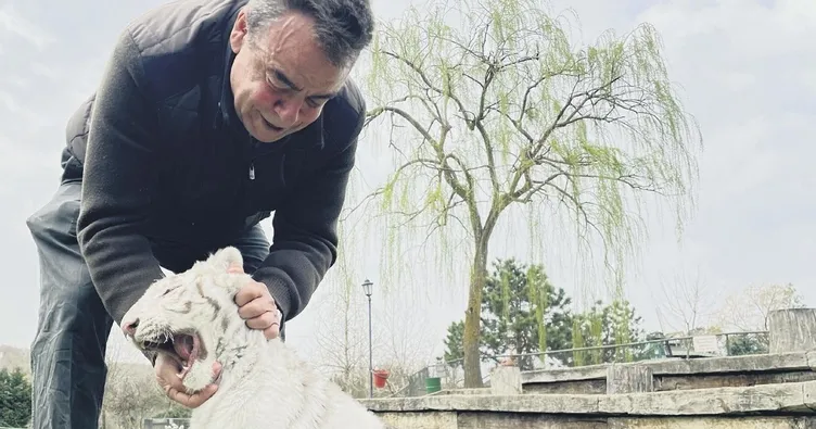 Çiftlikten Albino Bengal kaplanı çıktı