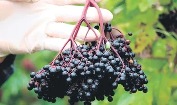 Anadolu’da aronya rüzgârı