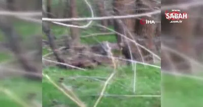 Sivas’ta nesli tükenmekte olan vahşi vaşağı pisi pisi diyerek çağıran köy sakini kamerada | Video