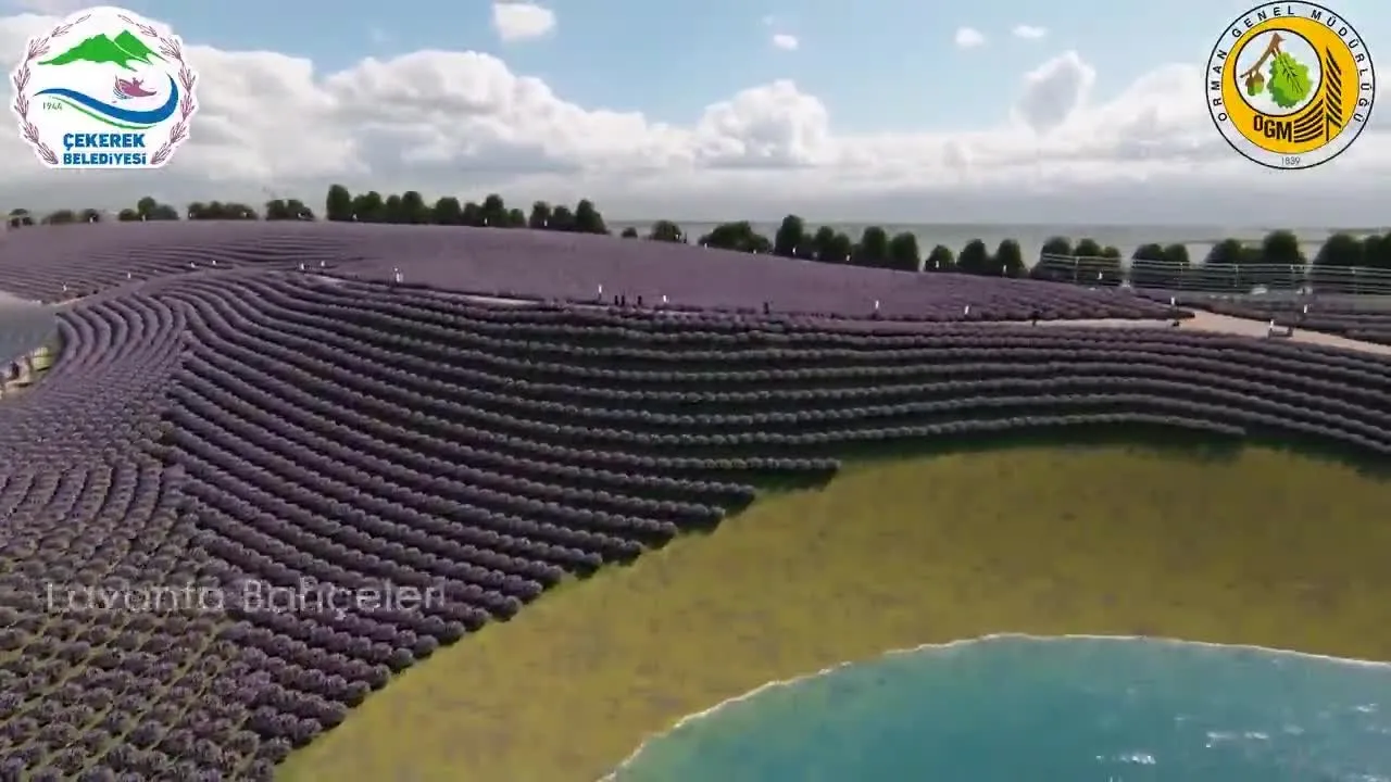 Yozgat Taki Dunyanin En Buyuk Lavanta Adasi Kamerada Video Videosunu Izle Son Dakika Haberleri