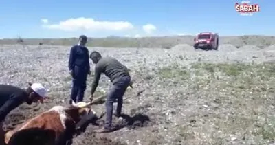 Çamura saplanan inekleri itfaiye kurtardı | Video