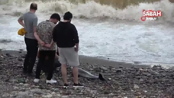 Kıyıya vuran yunus balığını kurtarmak için seferber oldular | Video