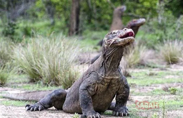 Yaşayan dinozor Komodo Ejderi’nin inanılmaz av anı kamerada! Timsahtan daha usta...